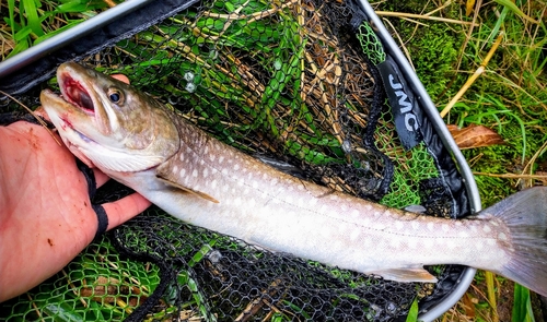 アメマスの釣果