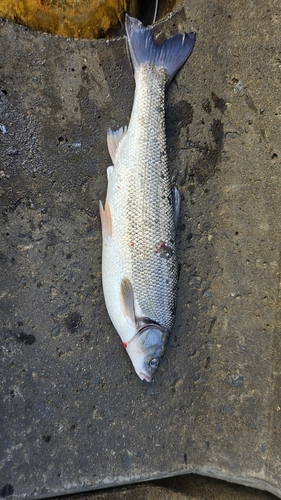 三陸海岸（青森）