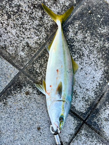 ハマチの釣果