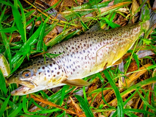 ブラウントラウトの釣果