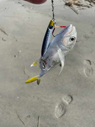 メッキの釣果