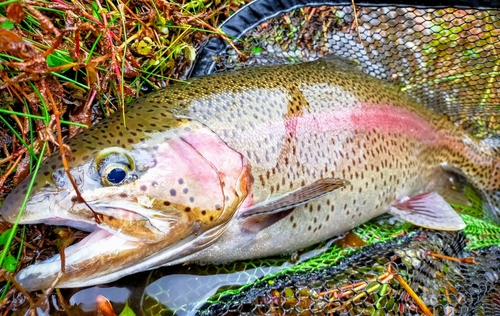 ニジマスの釣果