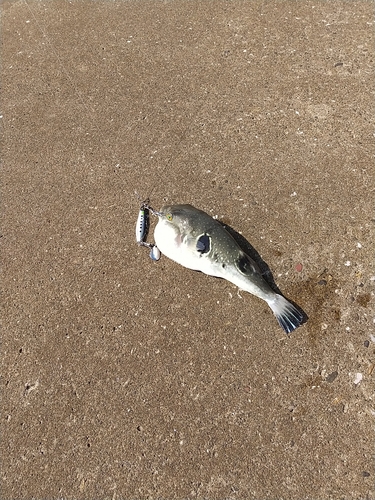 フグの釣果