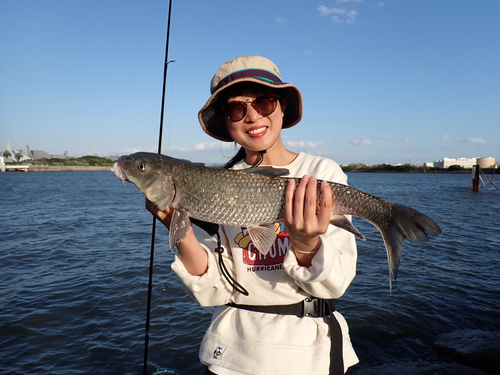 ニゴイの釣果