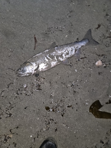 アキアジの釣果