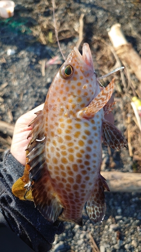 オオモンハタの釣果