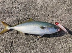 ハマチの釣果