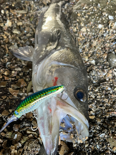 マルスズキの釣果