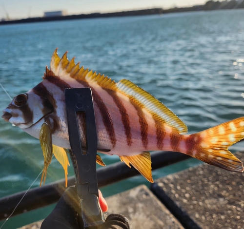 タカノハダイの釣果