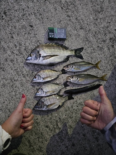 クロダイの釣果