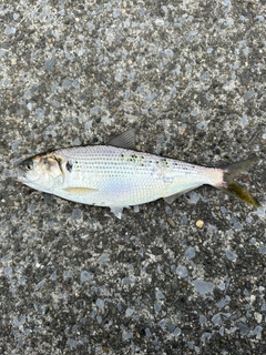 コノシロの釣果