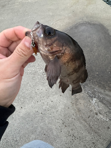 メバルの釣果