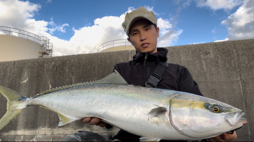 ハマチの釣果