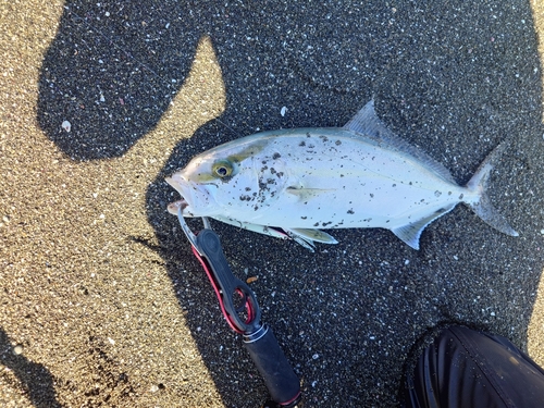 ネイリの釣果