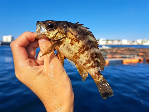 アカメバルの釣果