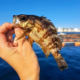 アカメバル