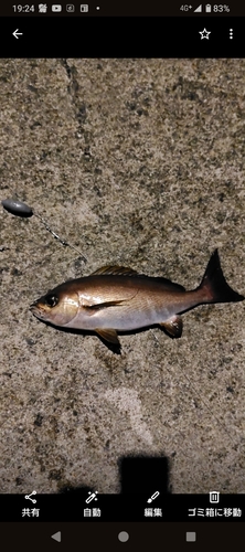 イサキの釣果