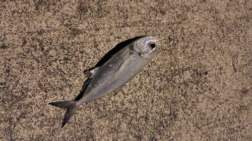 メアジの釣果