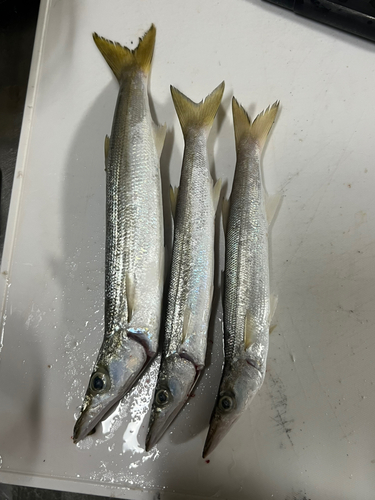 カマスの釣果