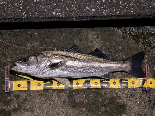 シーバスの釣果