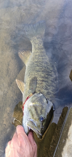 スモールマウスバスの釣果