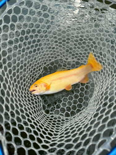 アルビノニジマスの釣果