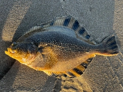 ヌマガレイの釣果