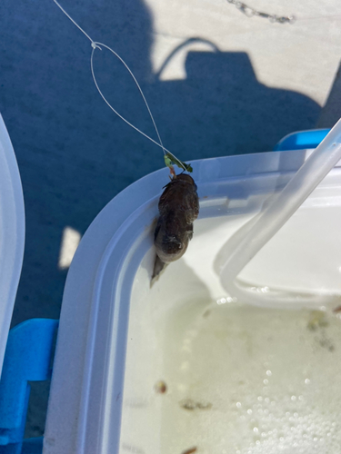 ハゼの釣果