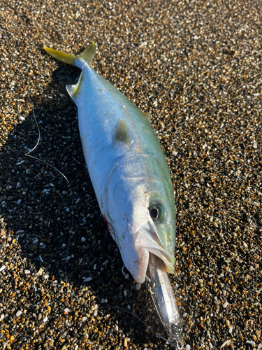 イナダの釣果