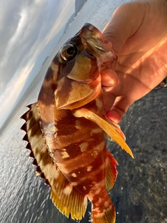 ハタの釣果