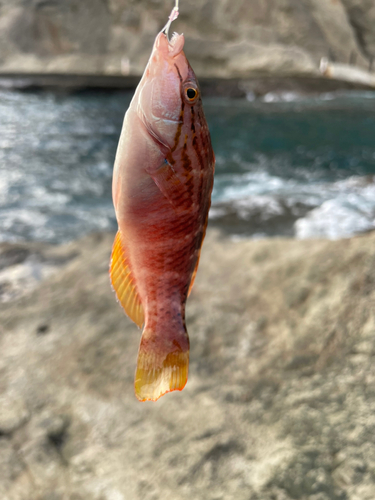 アカササノハベラの釣果