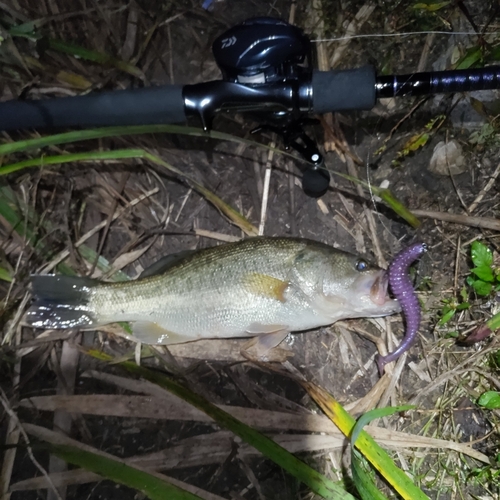 ブラックバスの釣果