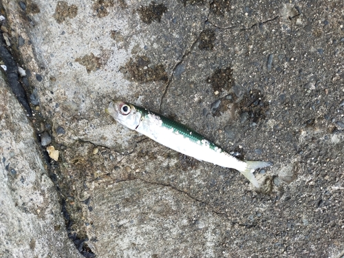 ウルメイワシの釣果