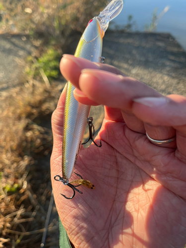 ハゼの釣果