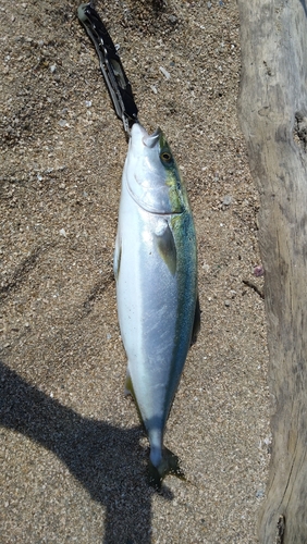 ハマチの釣果