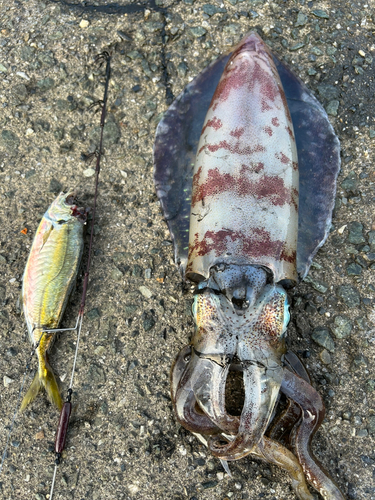 アオリイカの釣果