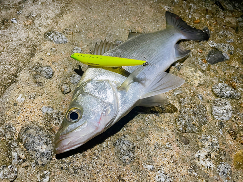 セイゴ（ヒラスズキ）の釣果