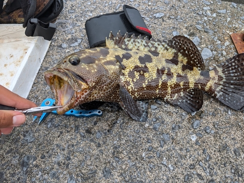 マダラハタの釣果