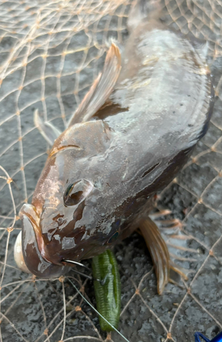 アイナメの釣果