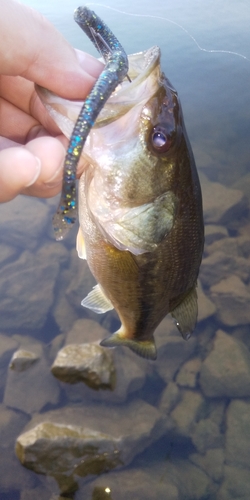 ラージマウスバスの釣果