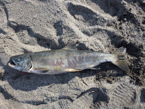 アキアジの釣果