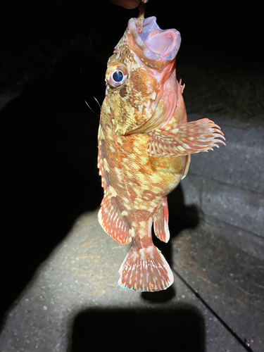 カサゴの釣果