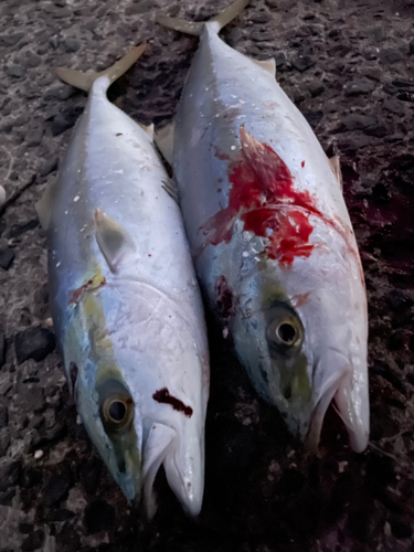 ヤズの釣果