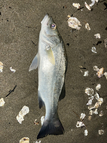 セイゴ（ヒラスズキ）の釣果