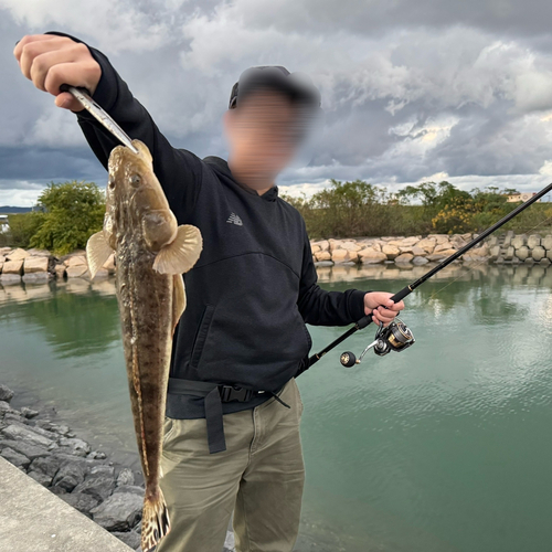 マゴチの釣果