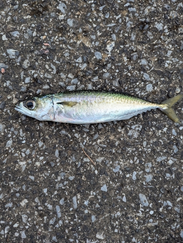 サバの釣果