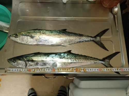 サゴシの釣果