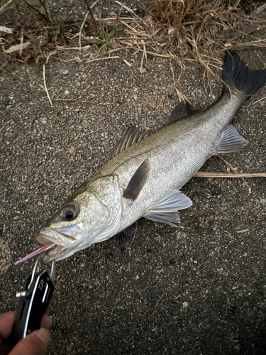 フッコ（マルスズキ）の釣果