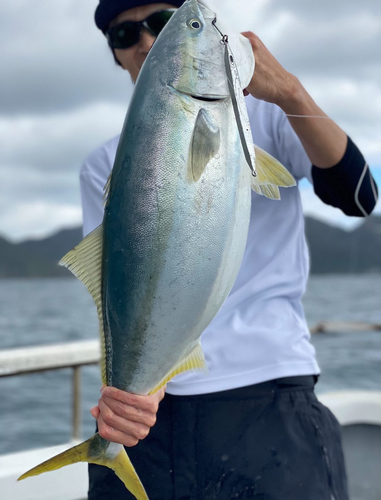 ブリの釣果