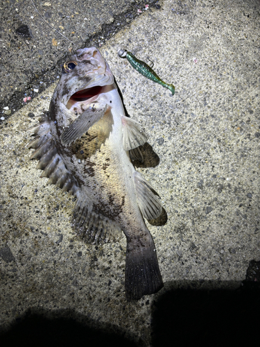 クロソイの釣果